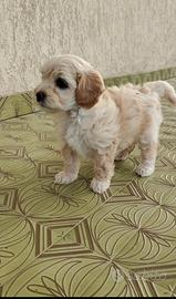 Veri Maltipoo di prima generazione