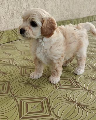 Veri Maltipoo di prima generazione