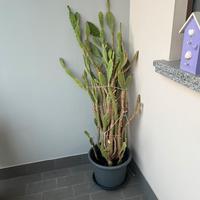 Pianta grassa