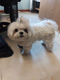 Cane maltese maschio con pedigree accoppiamento