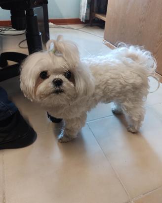 Cane maltese maschio con pedigree accoppiamento