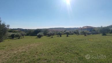 Panoramico con uliveto