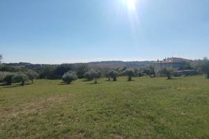 Panoramico con uliveto