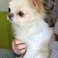 Chihuahua maschio adulto Pedigree Enci