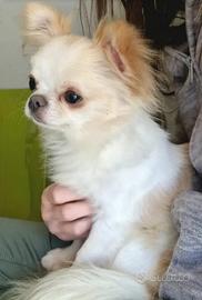 Chihuahua maschio adulto Pedigree Enci