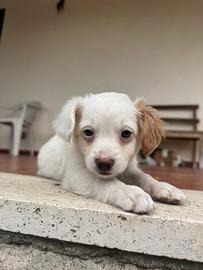Cucciola