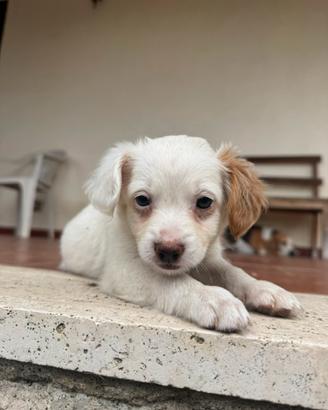Cucciola