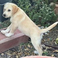 Cuccioli Labrador/Breton