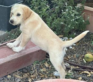 Cuccioli Labrador/Breton