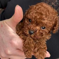 Barboncino Red Toy da borsetta 80 giorni