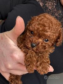 Barboncino Red Toy da borsetta 80 giorni