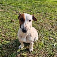 Cane maschio J.R. in adozione