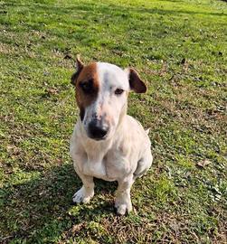 Cane maschio J.R. in adozione