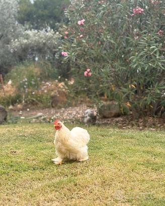 Gallo di cocincina nana