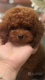 Barboncino Toy Red Brown