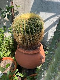 Cactus grusone