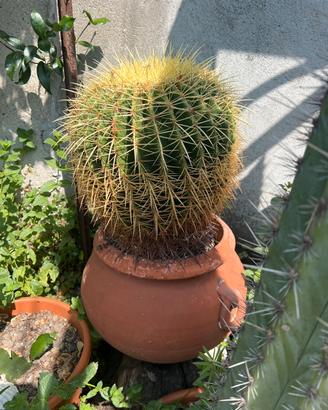 Cactus grusone