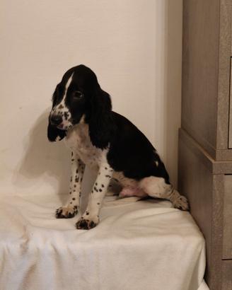 Finch cocker spaniel