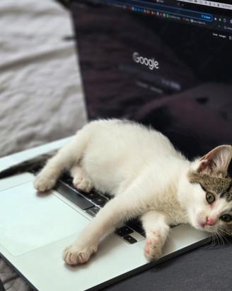Dolcissima gattina di circa 2 mesi 