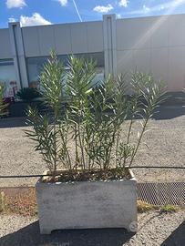 Fioriere in cemento