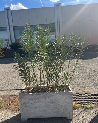 Fioriere in cemento