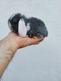 Coniglio nano ariete mini lop blu