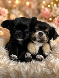 Chihuahua toy