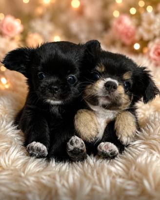 Chihuahua toy