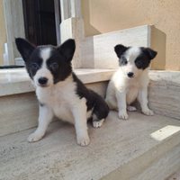 Border collie