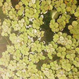 piante per acquari o laghetti 