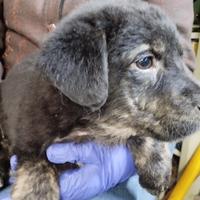 Cuccioli incrocio maremmano