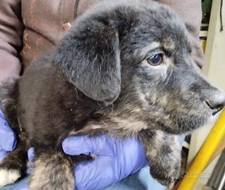 Cuccioli incrocio maremmano