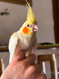 Animali