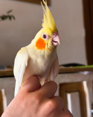 Animali