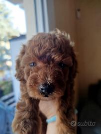 cucciola di barboncino 
