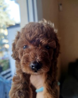cucciola di barboncino 