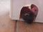 Immagine 1