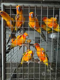 Conuri del sole