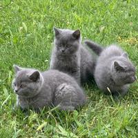 Cuccioli di British Shorthair