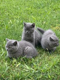 Cuccioli di British Shorthair