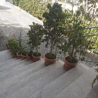 pianta ficus beniamin