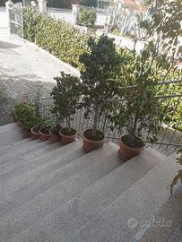 pianta ficus beniamin