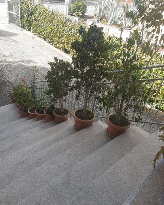pianta ficus beniamin
