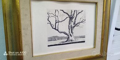 Acquaforte originale Gino Guida "Albero"