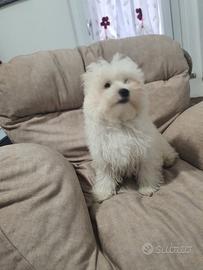 Maltese di 6 mesi