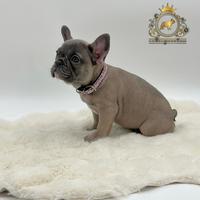 Incantevoli bulldog francese blue Fawn