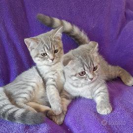Cuccioli Scottish fold e Scottish straight 