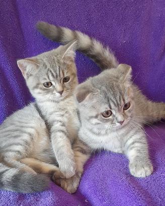 Cuccioli Scottish fold e Scottish straight 