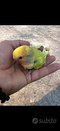 Baby inseparabile