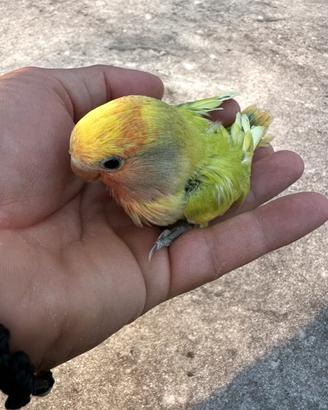 Baby inseparabile